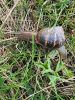 PICTURES/Castle Sinclair Girnigoe/t_Snails (13).jpg